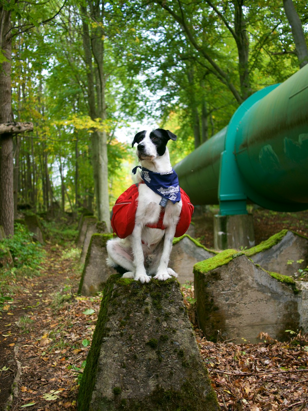 kurzhaariger weißer Hund auf der Betonoberfläche