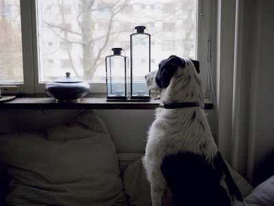 Back-to-School Separation Anxiety in Dogs: A Vet-Backed Protocol and Kit