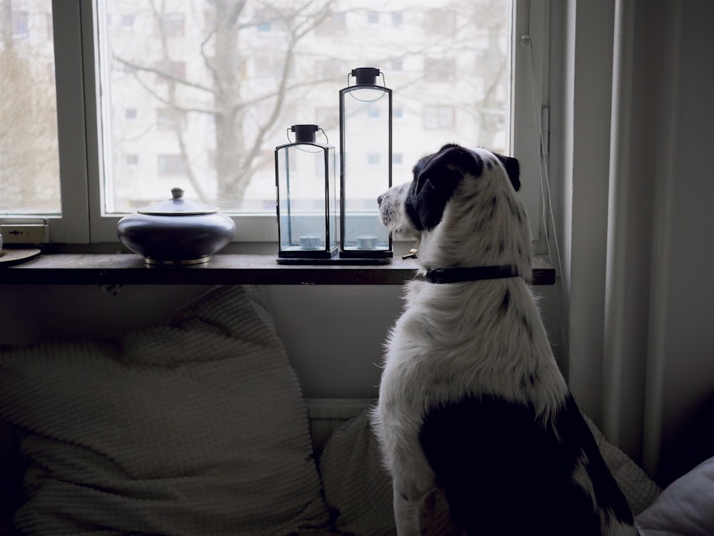 medium short-coated white and black dog leaning on window