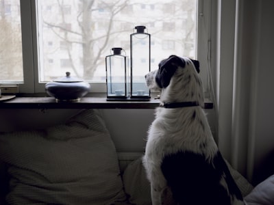 Separation Anxiety in Dogs
