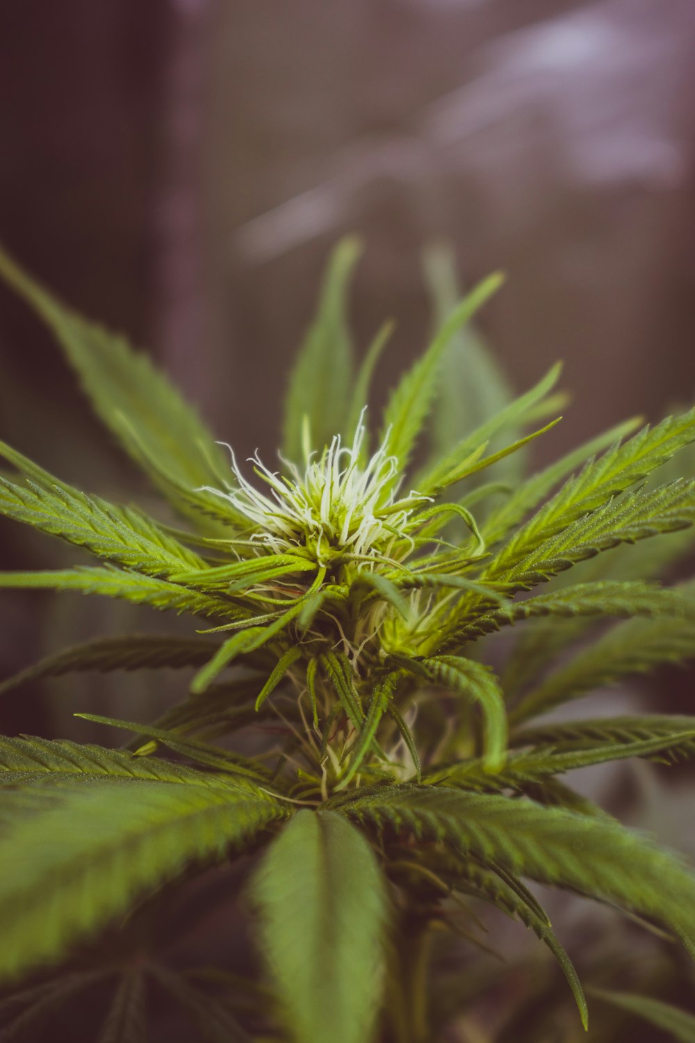 green-leafed plant closeup photography