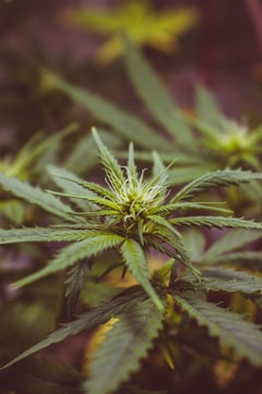 A close-up view of a cannabis plant with elongated green leaves and a central bud that has thin white hairs. The background is blurred, highlighting the details of the main plant.