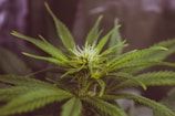 A close-up view of a cannabis plant featuring vibrant green leaves and a developing flower bud. The background is softly blurred, emphasizing the intricate details of the plant's structure.