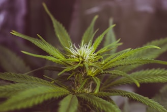 Close-up of a vibrant cannabis flower bud nuzzled in green leaves