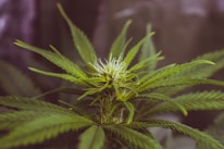 A close-up of a cannabis plant with vibrant green leaves and delicate buds.