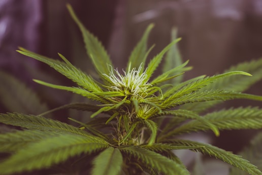 A close-up view of a cannabis plant featuring vibrant green leaves and a developing flower bud. The background is softly blurred, emphasizing the intricate details of the plant's structure.