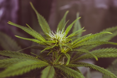 A close-up view of a cannabis plant featuring vibrant green leaves and a developing flower bud. The background is softly blurred, emphasizing the intricate details of the plant's structure.