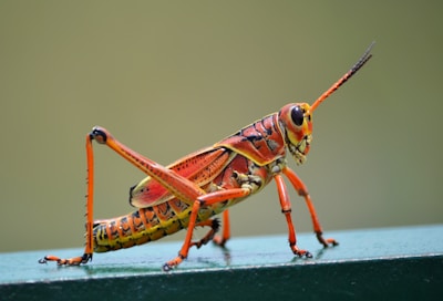 A brightly colored insect with vivid orange, yellow, and black markings is perched on a green surface. It has long antennae and slender legs with sharp joints.
