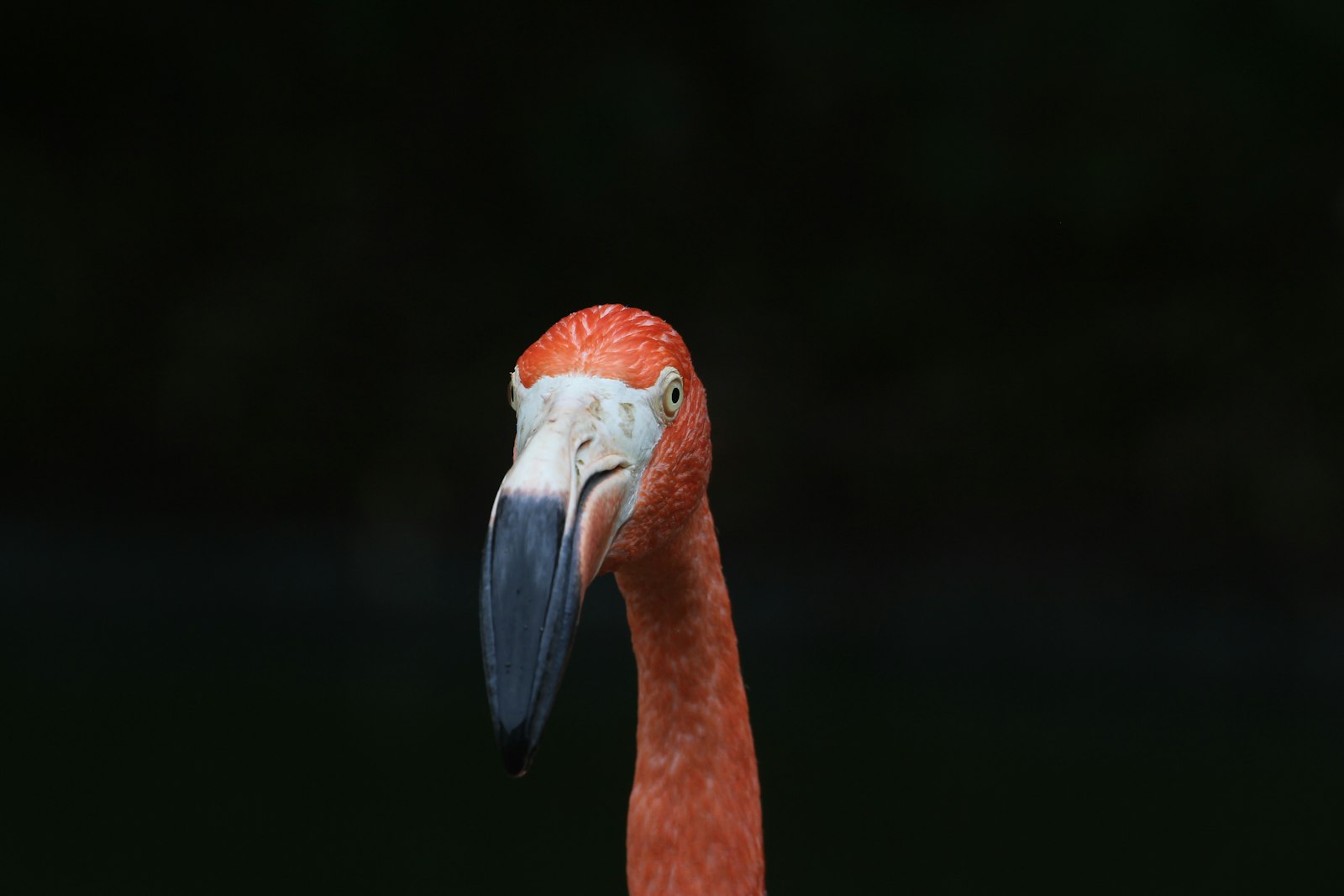Canon EF 70-300mm F4-5.6L IS USM sample photo. Pink flamingo photography