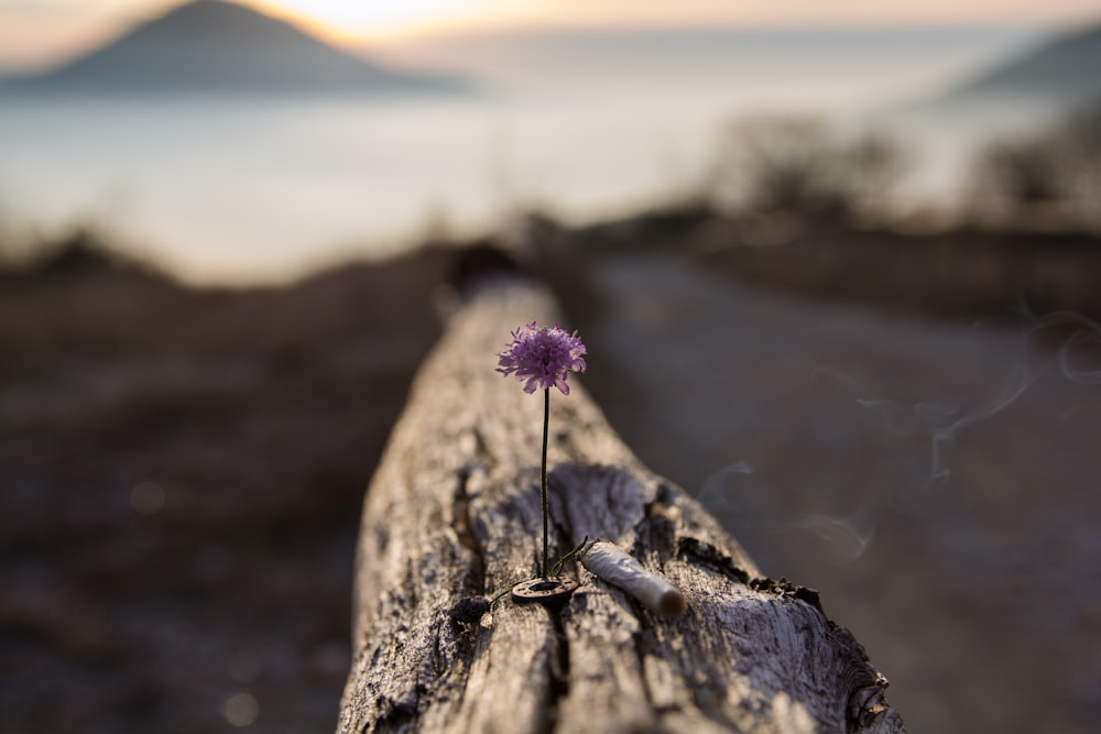 close-up photography of purple petaled flower