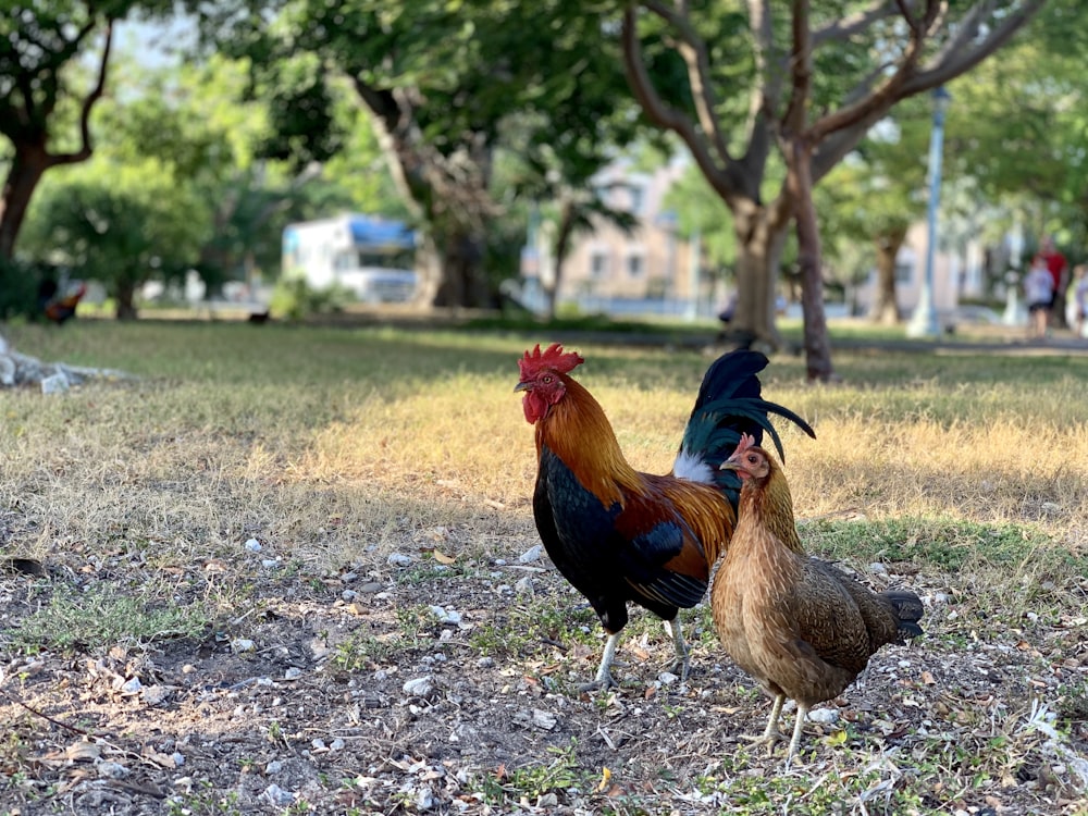 rooster and hen