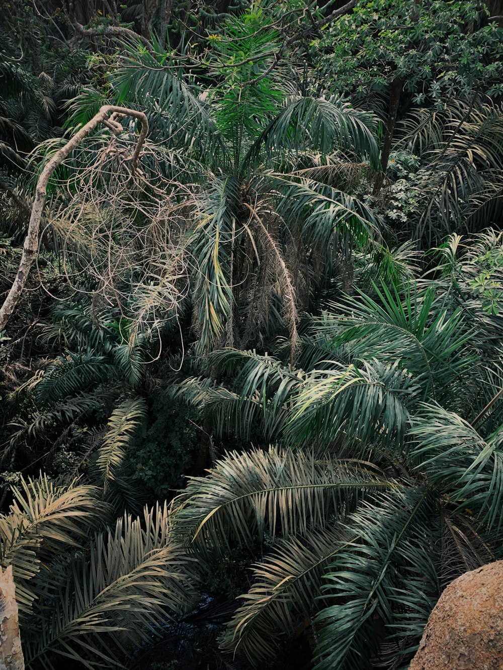 green-leafed trees