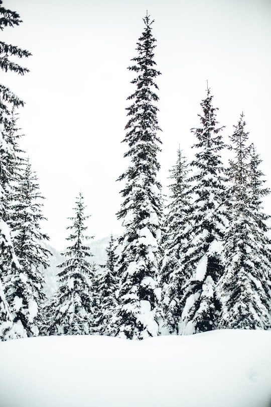 pine trees with snow in British Columbia Canada