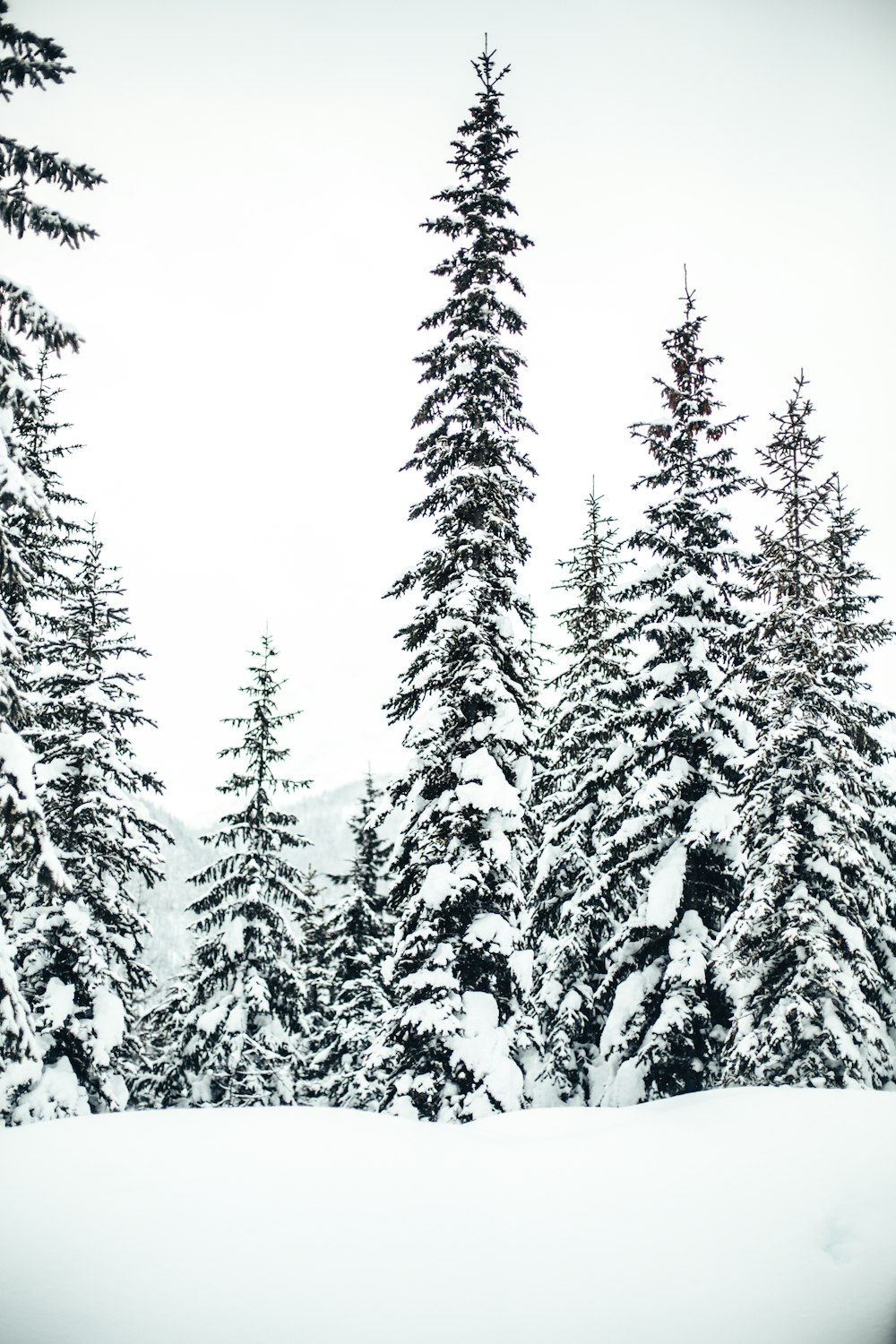 pine trees with snow