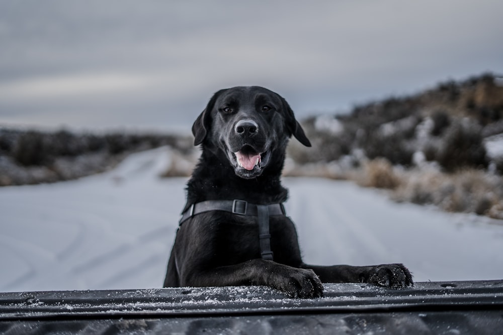short-coated black dog selective photography