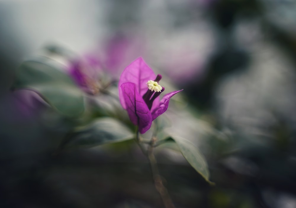 selective focus photography of purple-petaled flower