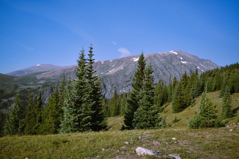 pine trees during daytime