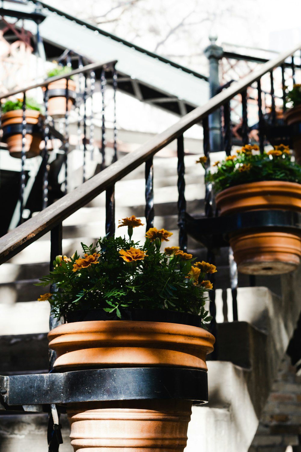 yellow flowers on brown pot hanging on stair handrails