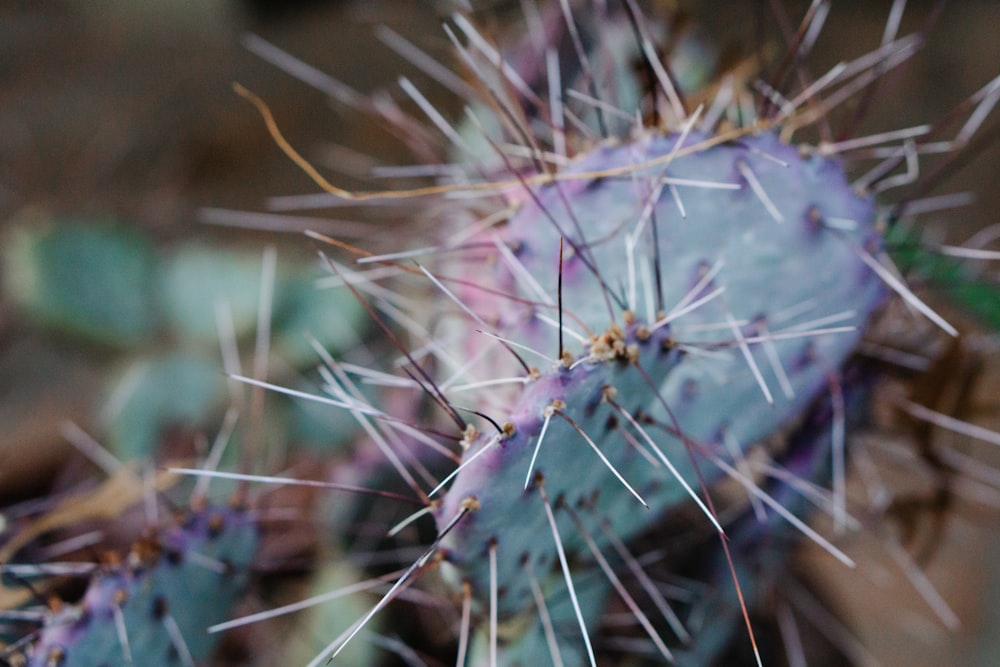 cactus close-up photo