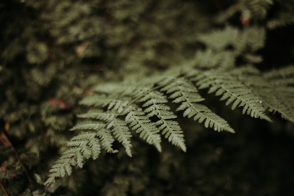 selective focus photo of fern