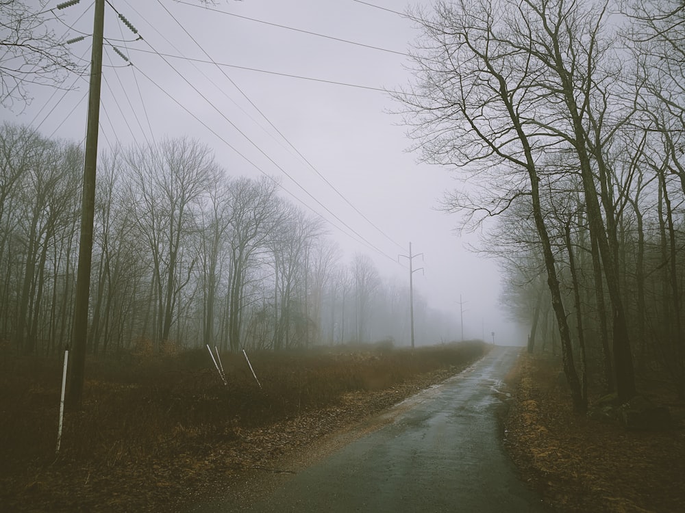 bare trees during daytime