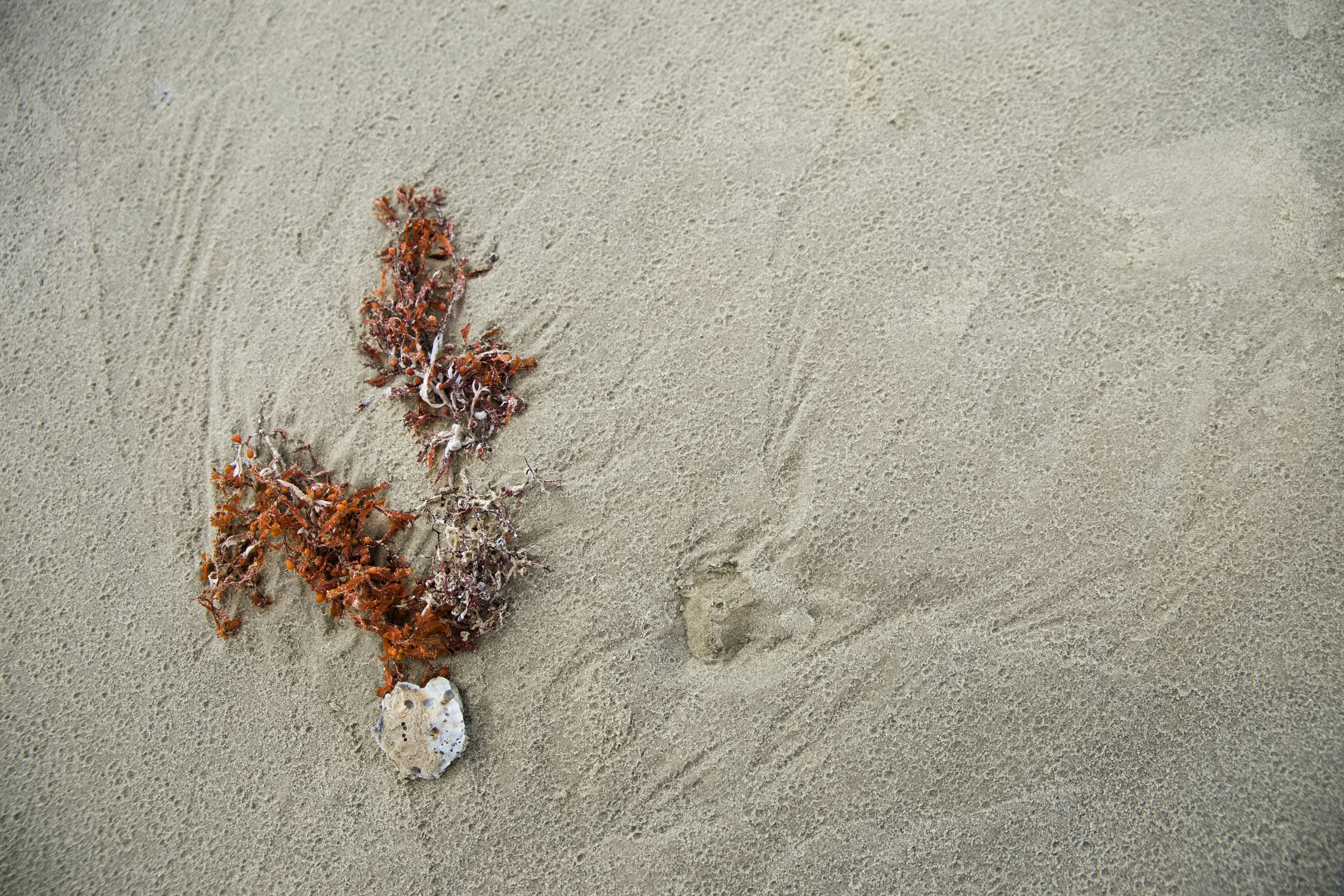 brown and white floral textile right teams background