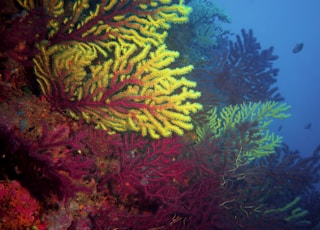 coral reefs