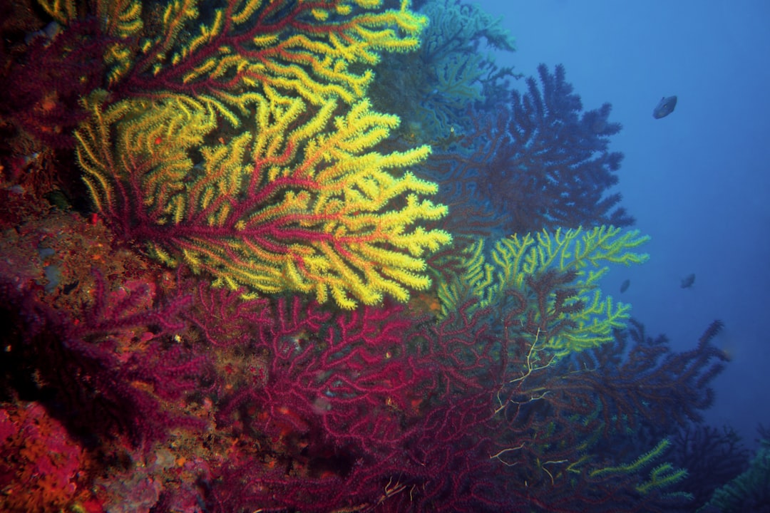 coral reefs,