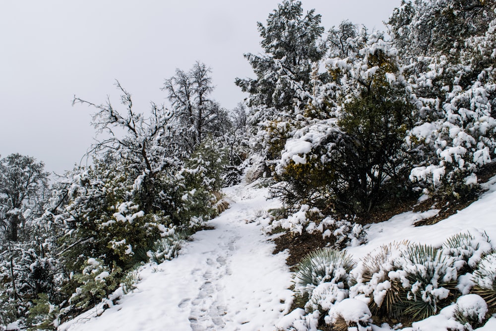 green trees covered with snow