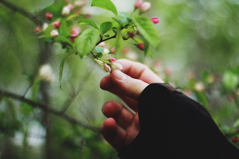 person picking petaled flower selective focus photography