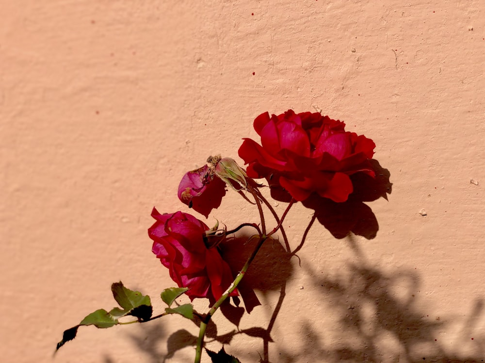 red rose flower