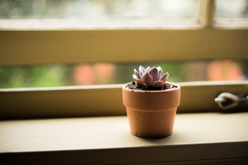 beige ceramic pot