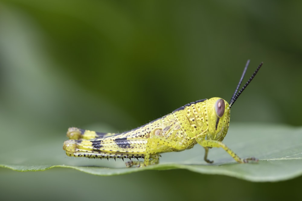 yellow grasshopper on green leaf
