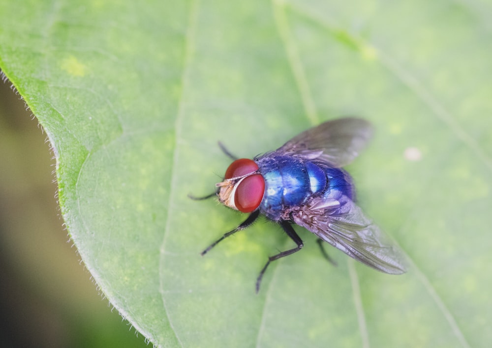 blue and red fly on green leaf