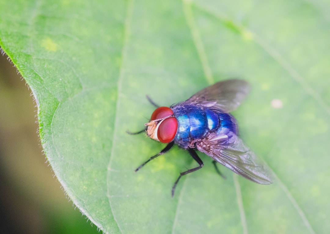 How dangerous is the common housefly?
