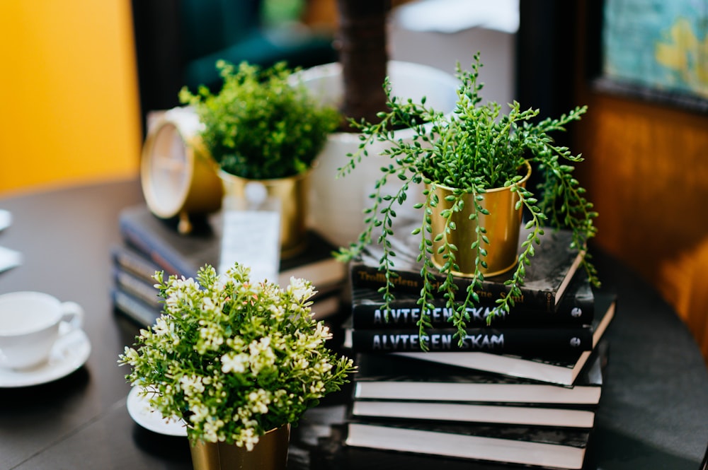 green plants on black books