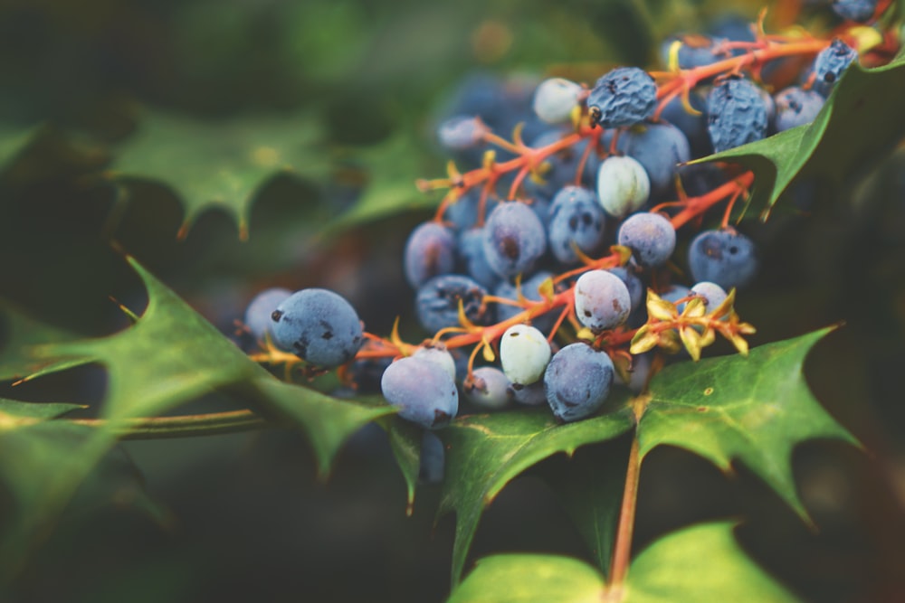 blueberry fruit lot