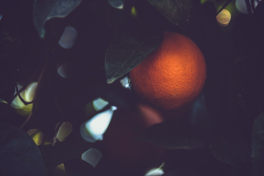 オレンジ色の果実の浅い焦点の写真