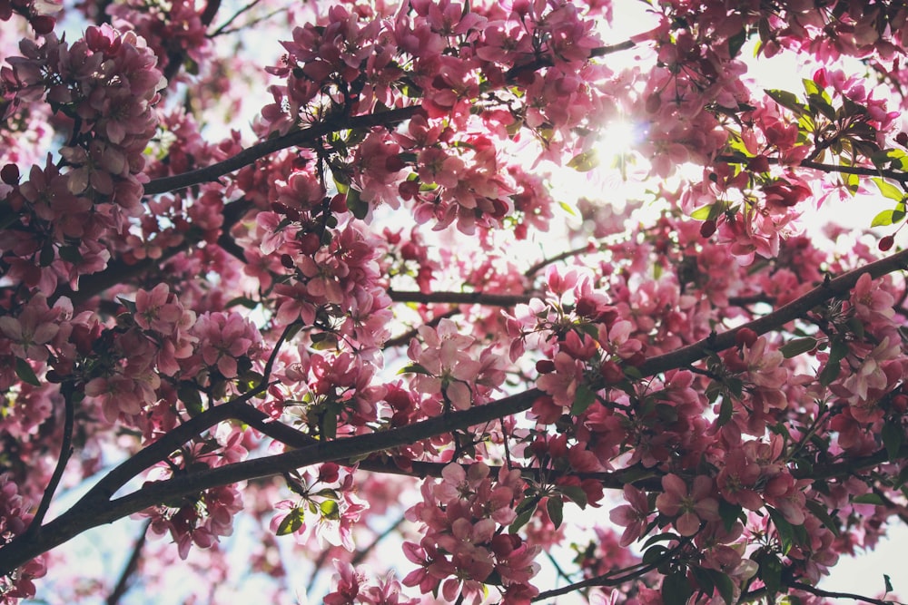 cherry blossoms