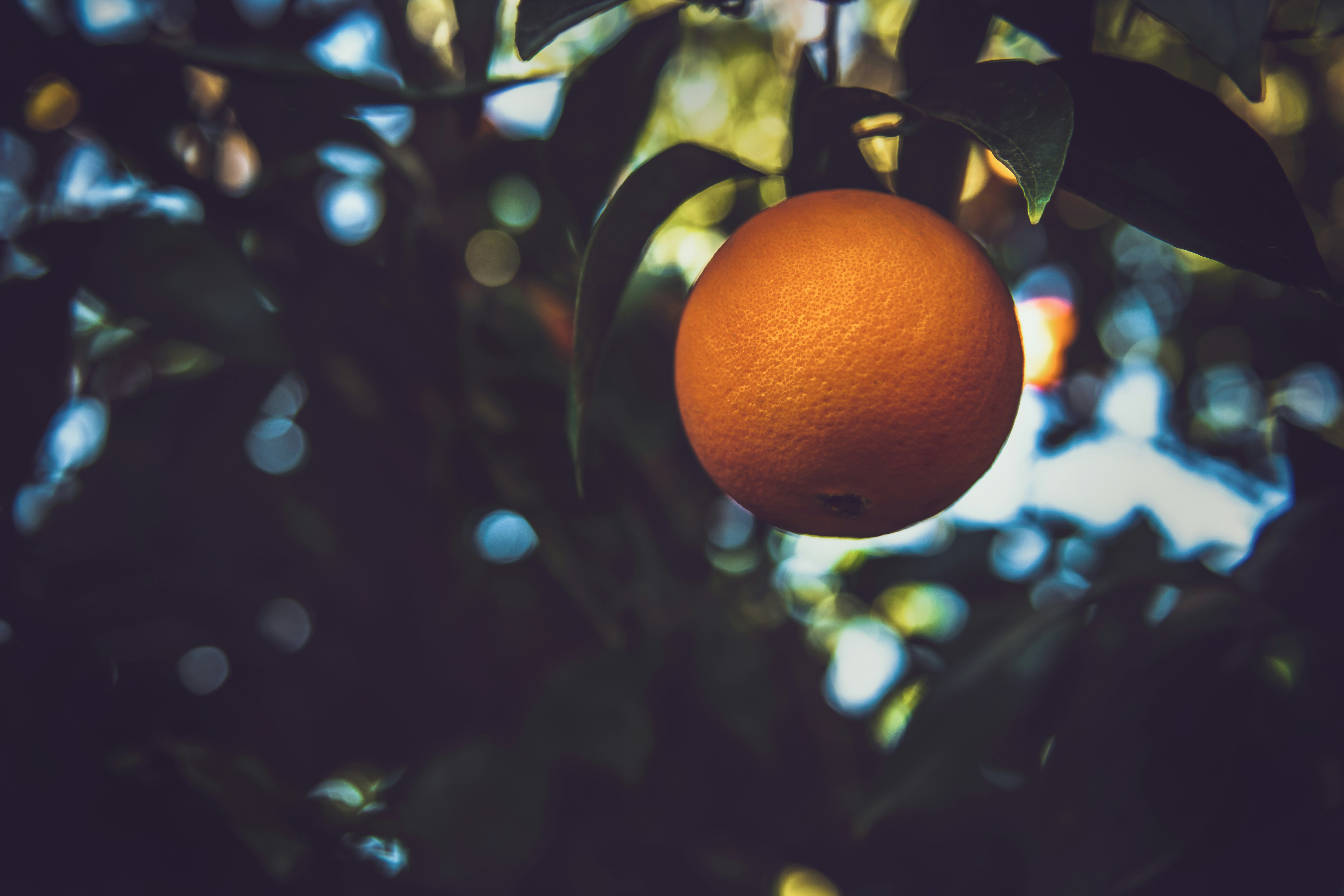 orange fruit on tree, Singular