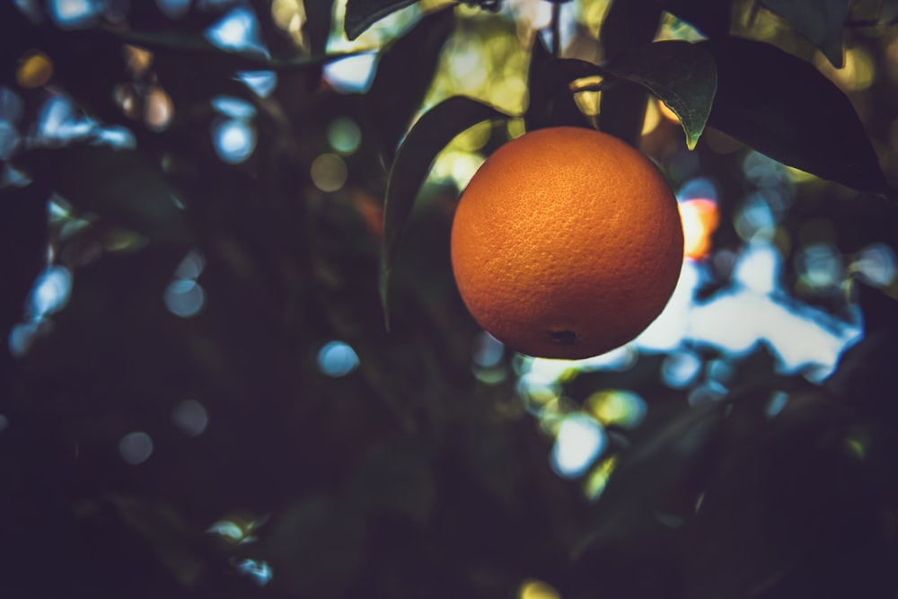 木の上のオレンジ色の果実