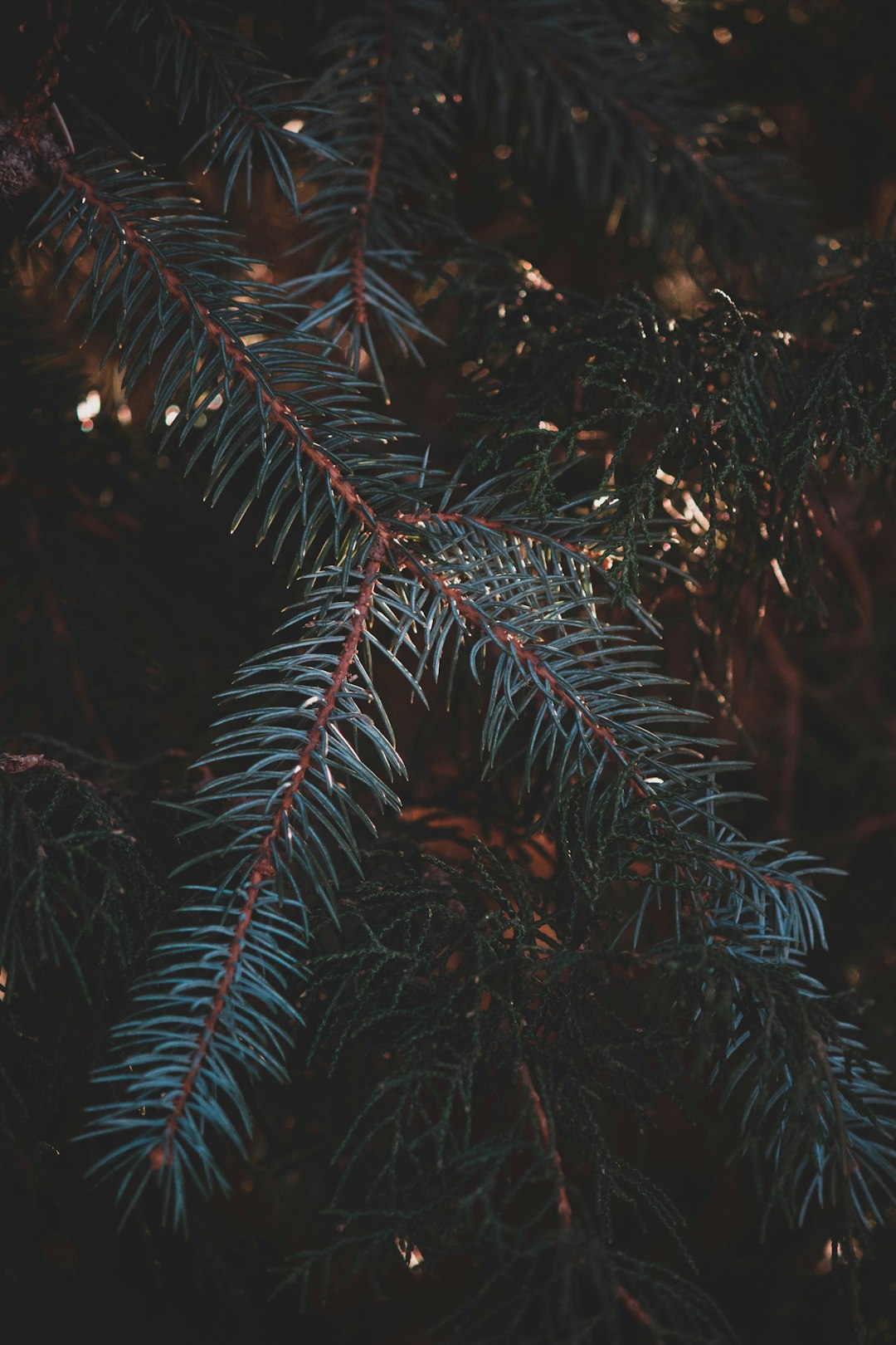 shallow focus photo of green leaves