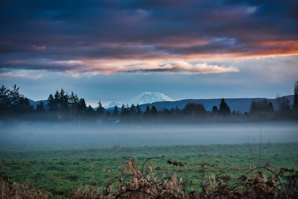 foggy green grass field