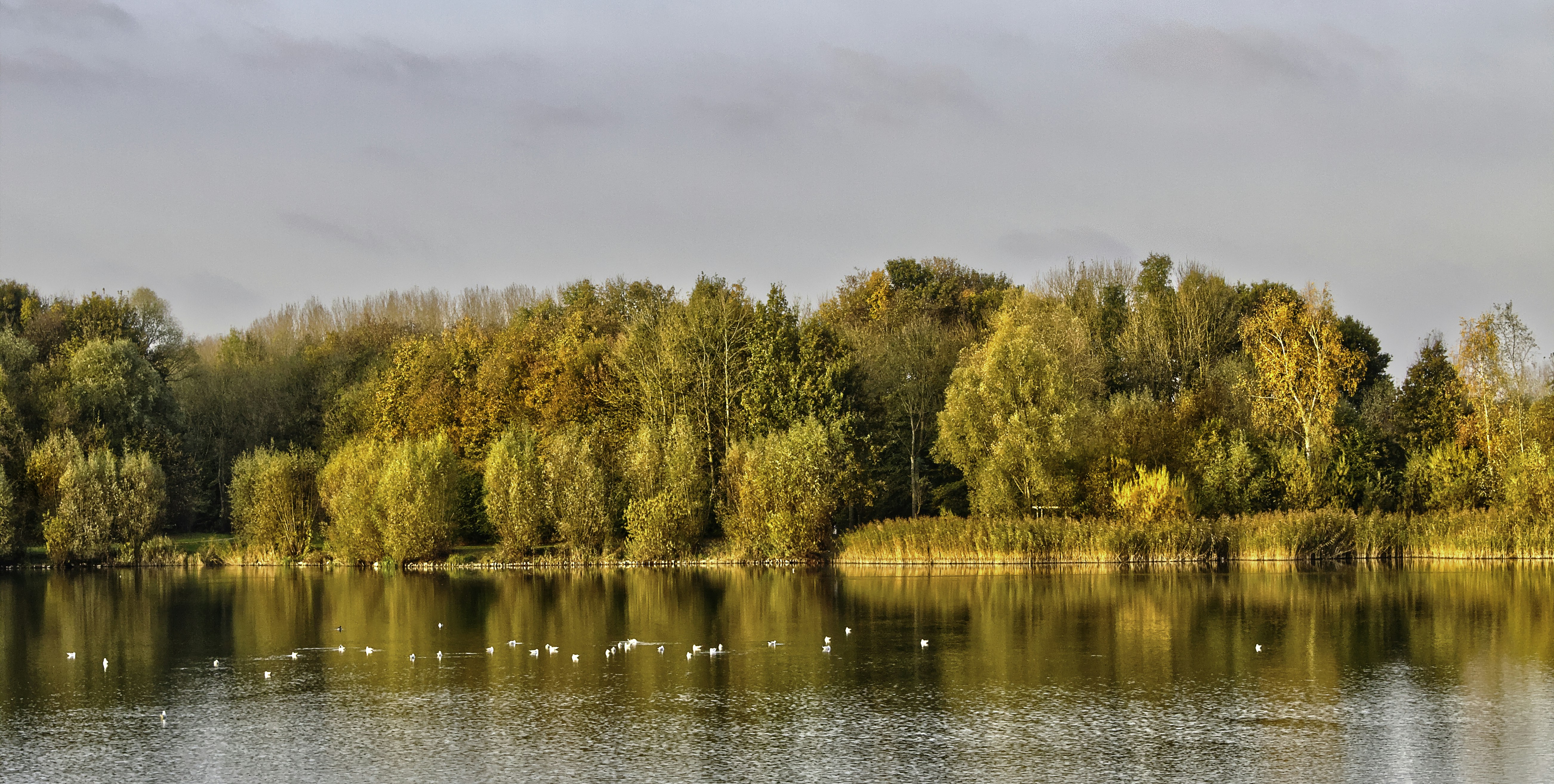 Can I get my website domain name back if it has not been renewed? 