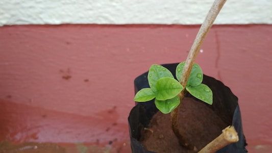 A small plant with fresh, bright green leaves is growing from a dark pot. The leaves are wet with droplets of water, indicating recent watering. The pot sits on a brownish surface against a light cream background, suggesting an indoor or sheltered outdoor environment.