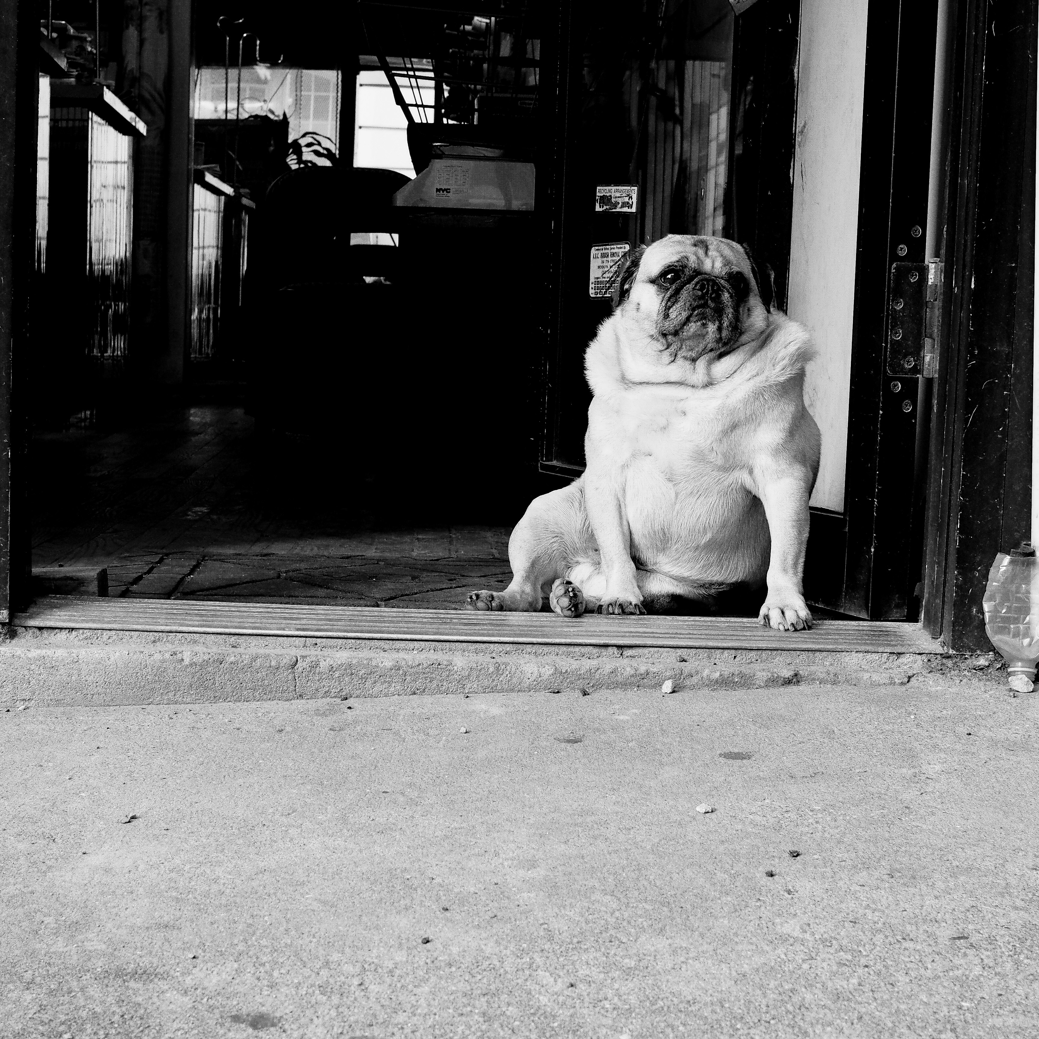 Pug