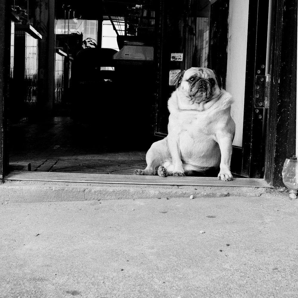 grayscale photo of pug sits beside wall