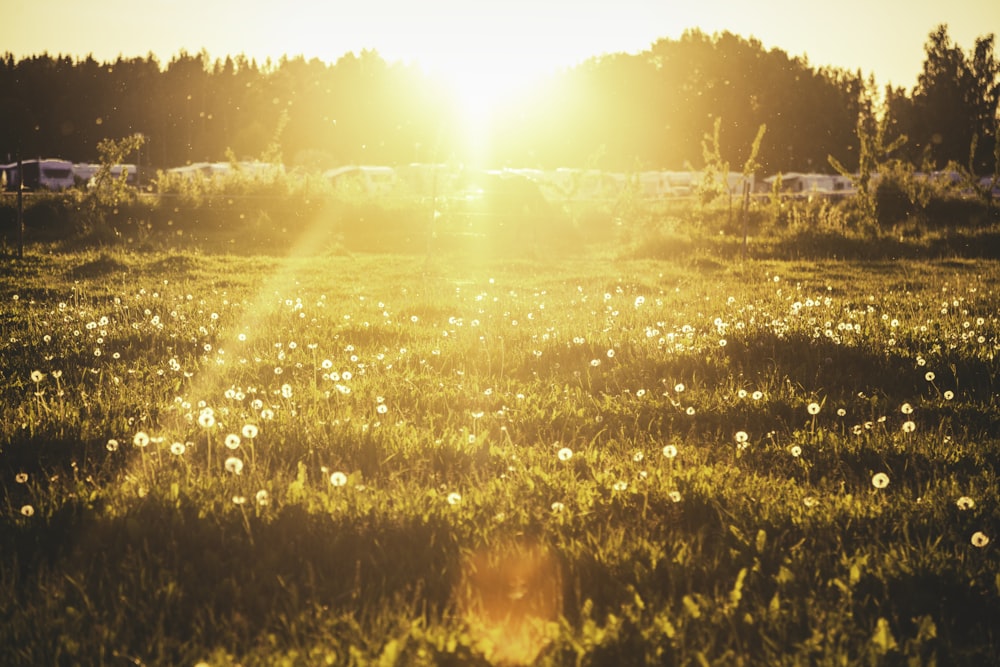 green grass with ray of sunlight