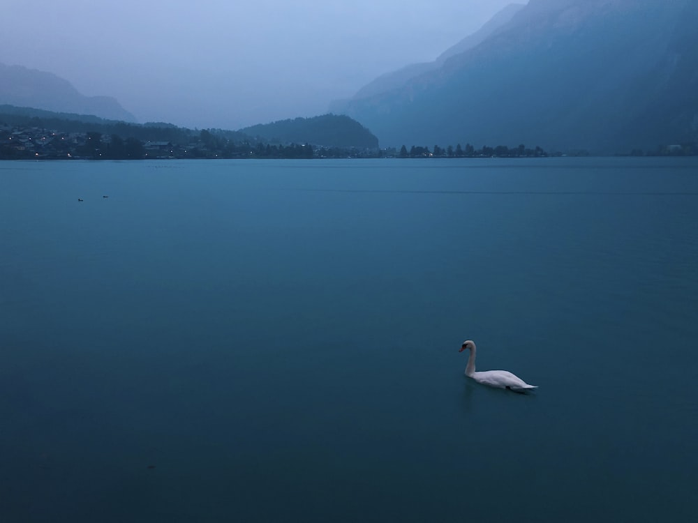 rule of thirds photography of white goose on body of water