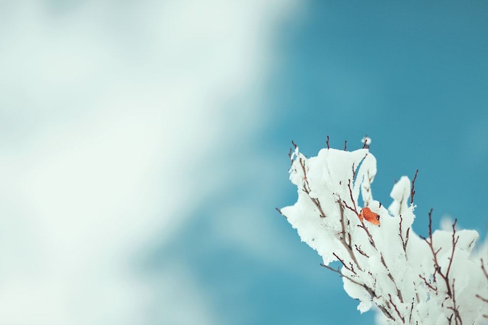 plant covered with snow